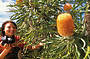 Banksia in flower